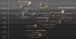 human-evolution-family-tree-with-skulls